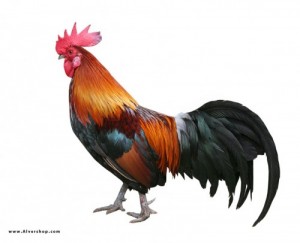 Create meme: chicken farm, symbol of the year of the rooster, Cockerel