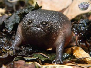 Create meme: black toad, black rain frog, black rain frog breviceps fuscus