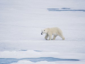 Создать мем: северный полюс белые медведи, берингия белый медведь, белый медведь вес