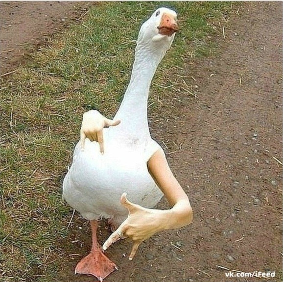 Create meme: meme goose , goose joke, goose funny