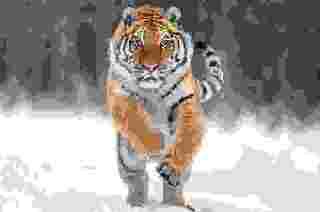 Создать мем: уссурийский уссурийский тигр уссурийский тигр, амурский (уссурийский) тигр, тигр