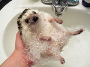 Create meme: animals hedgehog, the African hedgehog is bathed, hedgehog clean