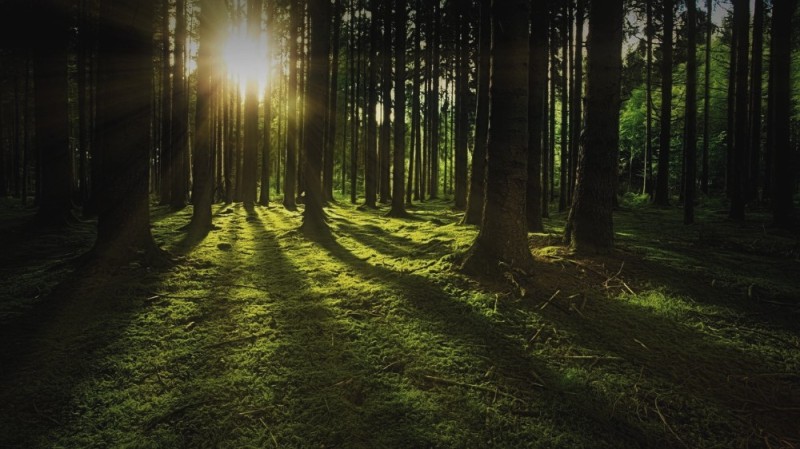 Create meme: morning forest, beautiful forest, the rays of the sun in the forest