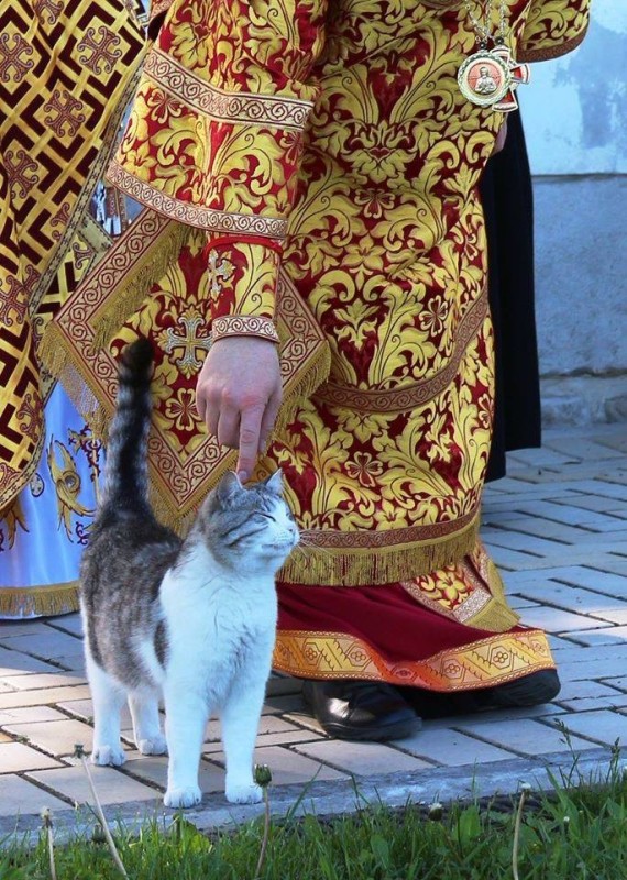 Создать мем: освящение храма, кот, кот католик