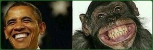 Создать мем: обезьяна лайт, смешные морды обезьян, обезьяна улыбается
