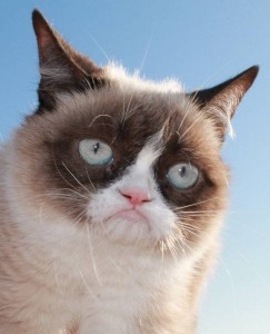 Создать мем: унылый кот, недовольный кот, grumpy cat