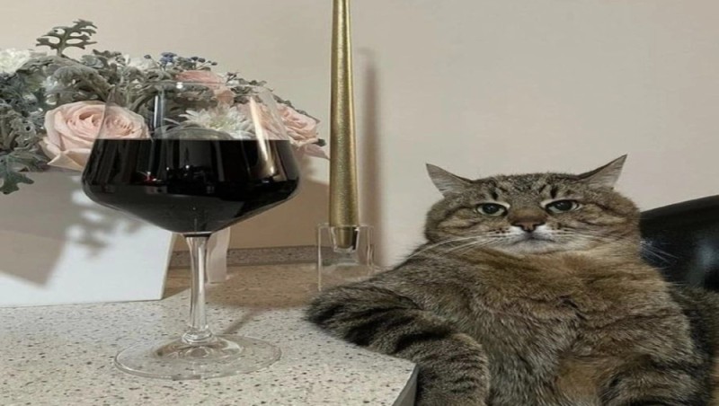 Create meme: cat , cat with wine, cat stepan with a glass