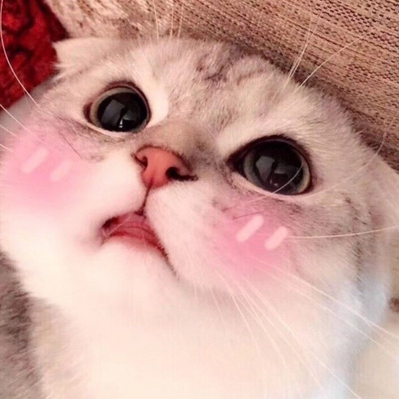 Create meme: a cat with pink cheeks, cats picchi, Cute boss kitty