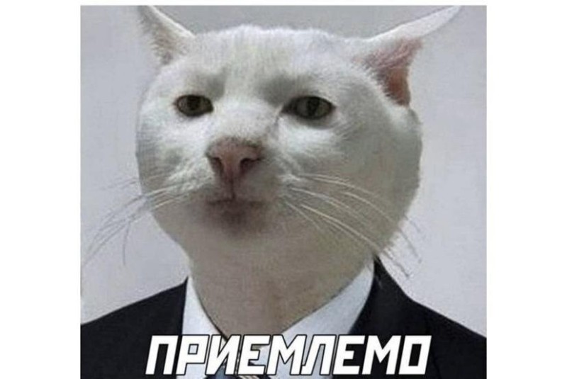 Create meme: cat , acceptable cat, serious cat meme
