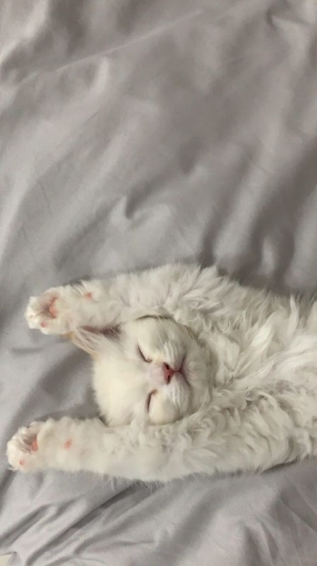 Create meme: white cat, sleepy cat, white cat 