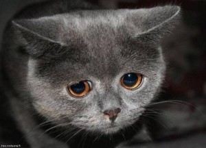 Create meme: sad kitten meme, sad cat, cat