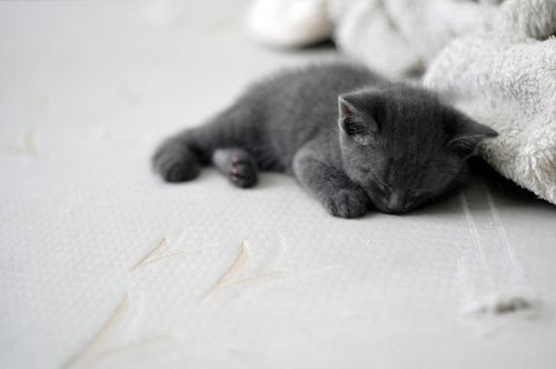 Create meme: cat grey, The grey kitten is sleeping, blue kitten 