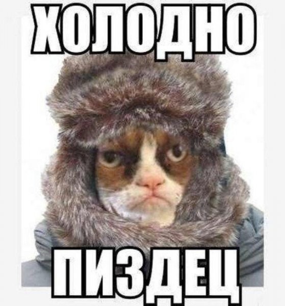 Создать мем: кот, кот злой, холодно