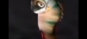 Create meme: parrot, bird parrot