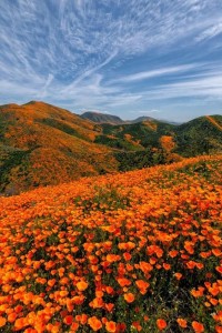 Создать мем: оранжевые фотографии поироды, оранжевые цветы, оранжевые маки калифорния
