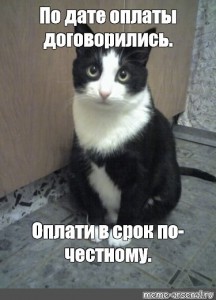 Create meme: funny cats, meme cat you smell like another cat, memes