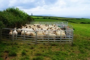 Create meme: finely cattle, the pens for sheep at home, the pens for sheep photo