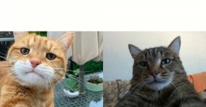 Create meme: memes with cats, selfie cat, memes with cats with captions