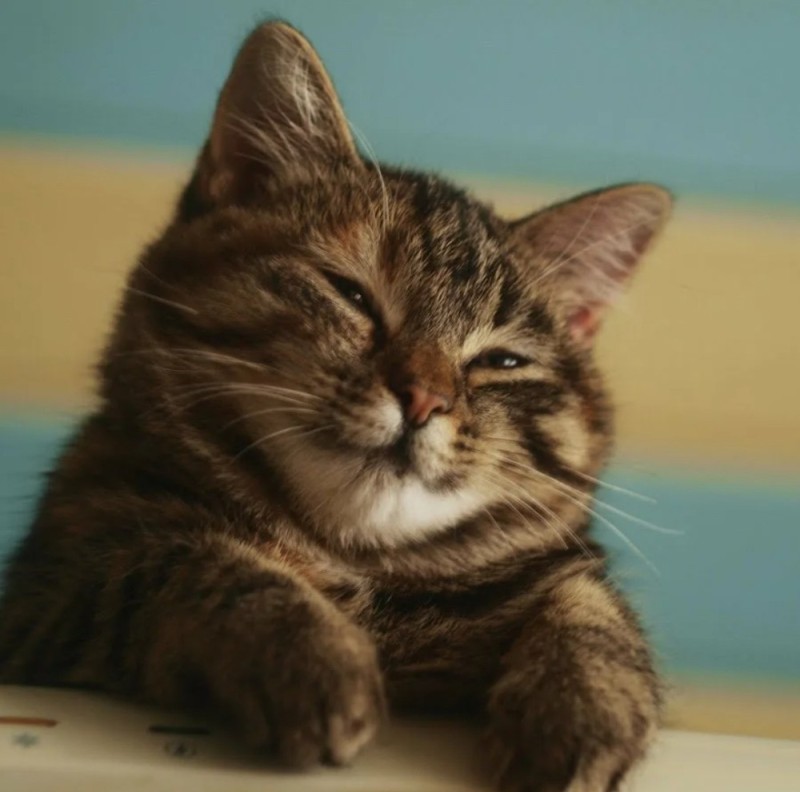 Create meme: winking cat, cat , Hello kitty
