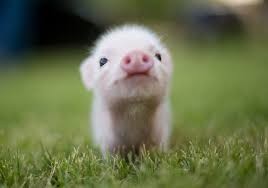 Create meme: pig, the Piglet is cute, pig