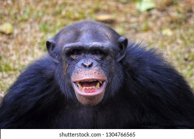 Create meme: aggressive chimpanzees, chimpanzee, Pan Kun the chimpanzee