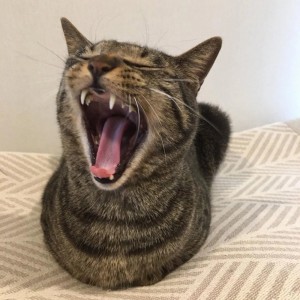 Создать мем: мяукающий кот, кошка, зевающий кот