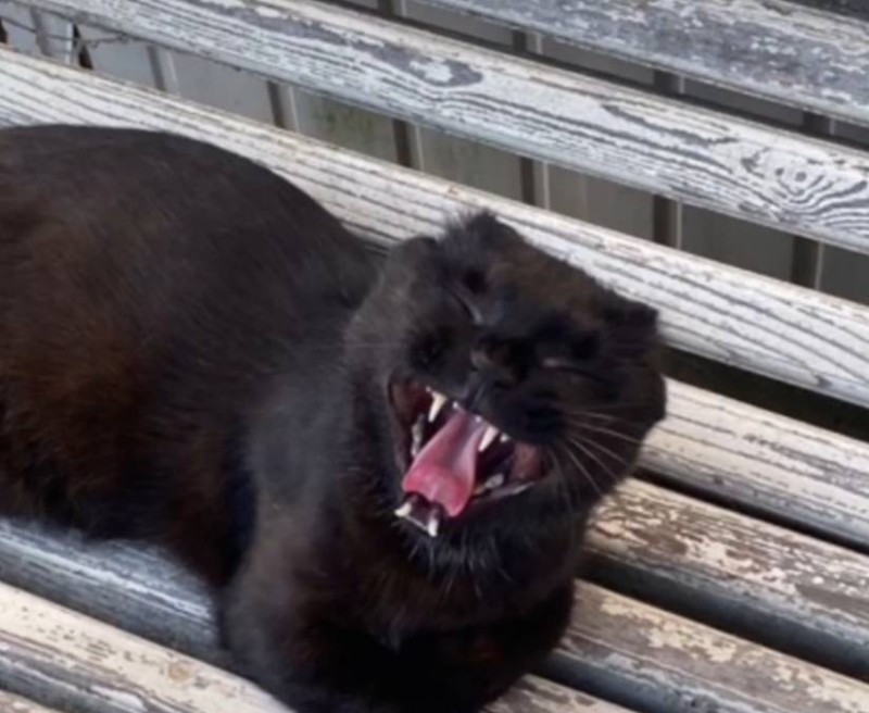 Create meme: black cat , Timoshka the black cat, black cat 