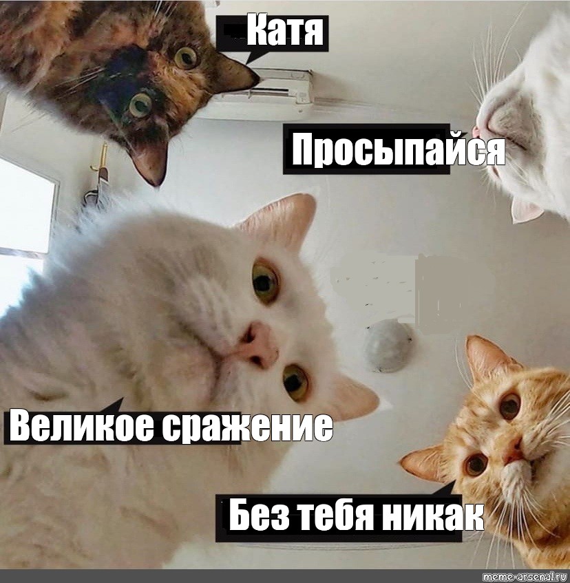 День кошки, Кошка/Мем. 