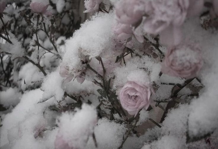 Create meme: snow flowers, winter flowers, roses in the snow