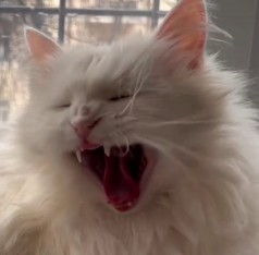 Create meme: yawning cat, The Persian cat yawns, yawning cat