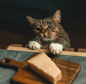 Создать мем: любимые животные, кошка и сыр, кот голодный