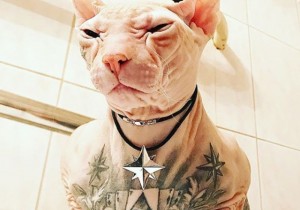 Создать мем: кот кары файт лысый, лысые коты с татуировками, кот бес в татуировках