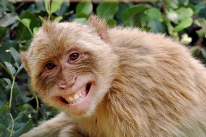Create meme: chimpanzees, smile monkey photo, exotic animals