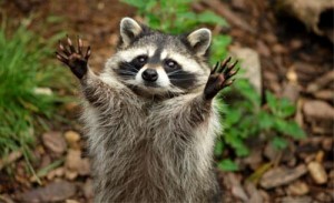 Create meme: drunk raccoon, cute raccoons, pictures of raccoons