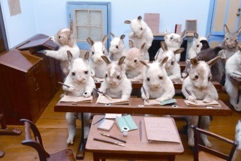 Создать мем: кролик, киев школа bunny, зверьки в школе