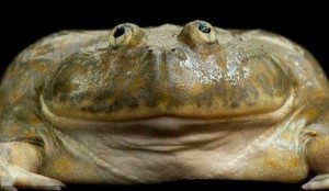 Create meme: the bull frog, toad, toad for bagita