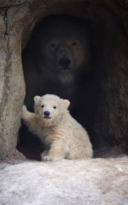 Создать мем: белый медвежонок, медвежонок и медведица в пещере, bear cub