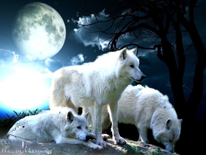 Создать мем: самые красивые волки, волк красивый, сверкающие волки