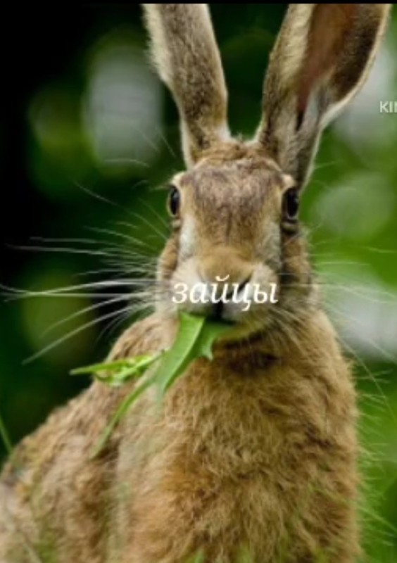 Create meme: hare hare , The brown hare, wild rabbit