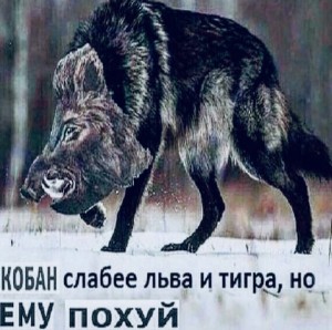 Создать мем: волк слабее льва и тигра но в цирке он не выступает, кабан слабее льва и тигра но, волк слабее льва