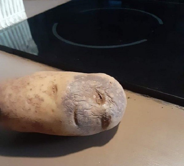 Создать мем: сонная картошка, старая картошка, картопля