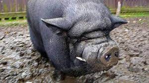 Создать мем: огромная свинья, вьетнамская вислобрюхая свинья карликовая, вьетнамская вислобрюхая свинья