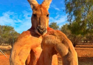 Create meme: kangaroo Jock, inflated kangaroo, muscular kangaroo