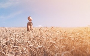 Создать мем: пшеница поле, wheat field, Арт