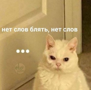 Создать мем: кошка, котомемы с надписями, кот мем
