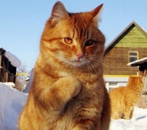 Создать мем: котэ, короткошерстные кошки, рыжий кот