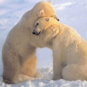 Create meme: hug, Northern bear, polar bear