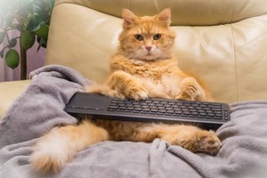 Создать мем: кот домашний, кот за компьютером, рыжий кот за компом
