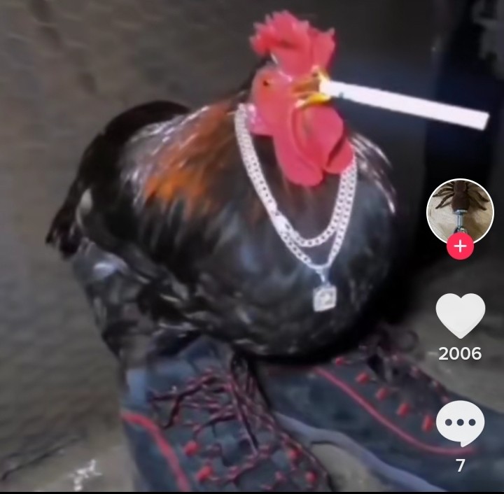 Create meme: Maran rooster, funny chickens and roosters, cool cock