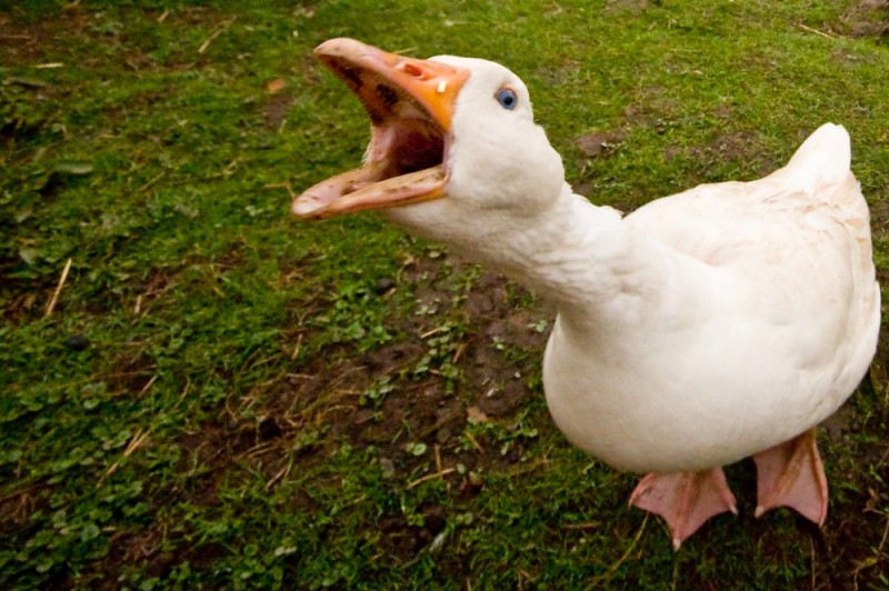 Create meme: goose funny, goose , carbon monoxide goose